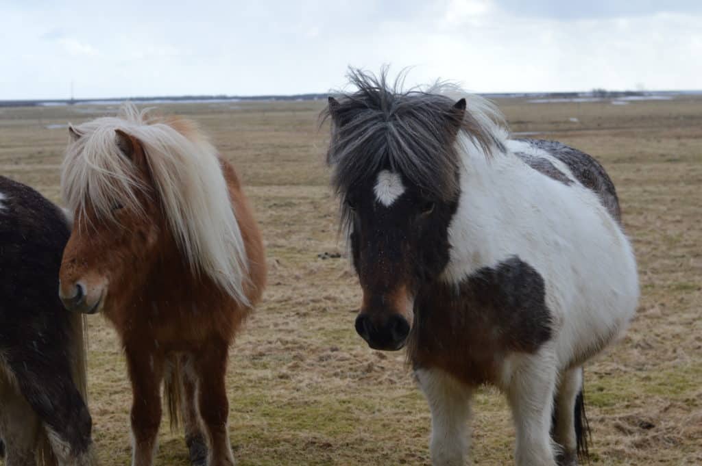 icelandic horses