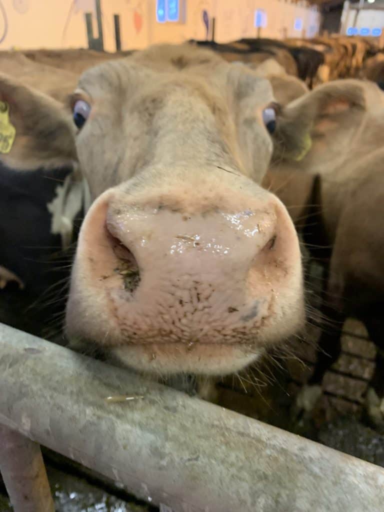 cow
